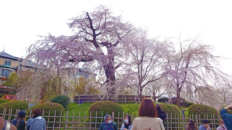 円山公園_京都_しだれ桜